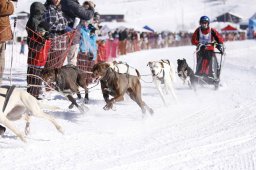 Lenk 2013